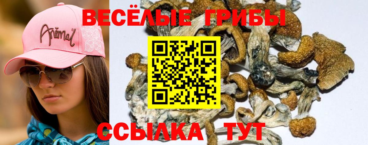 что такое наркотик  Вход с VPN  Псилоцибиновые грибы MAGIC MUSHROOMS  Кузнецк  Галлюциногенные грибы мицелий 